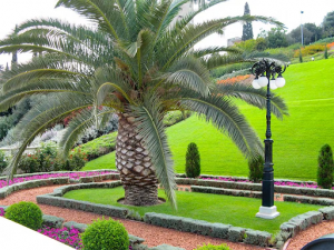 Palms of Paradise: Unveiling Unique Ways to Style Your Garden