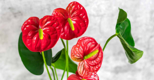 The Allure of Anthuriums and Calatheas: A Deep Dive into Two Stunning Houseplants